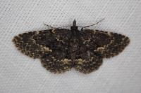 Parascotia fuliginaria