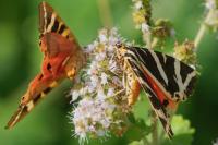 Euplagia quadripunctaria