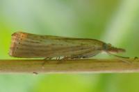 Agriphila straminella