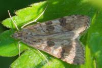 Nomophila noctuella