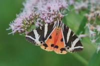 Euplagia quadripunctaria