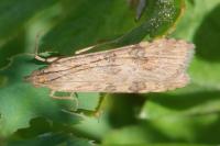 Nomophila noctuella