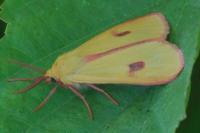 Diacrisia sannio