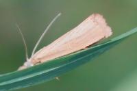 Agriphila straminella