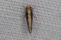Monopis crocicapitella