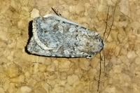 Euxoa nigrofusca/tritici