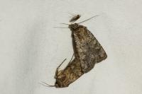 Euxoa nigrofusca/tritici