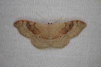 Idaea degeneraria