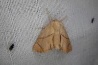 Apoda limacodes