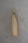 Agriphila straminella
