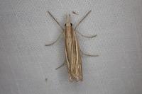 Ancylolomia tentaculella