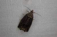 Cydia splendana