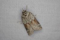 Nycteola siculana