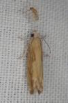 Eucosma obumbratana