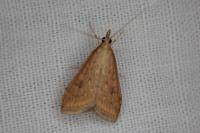 Udea ferrugalis