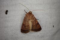Xestia sexstrigata
