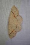 Cyclophora punctaria