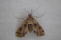 Cataclysta lemnata