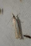 Crambus pascuella