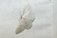 Cabera exanthemata