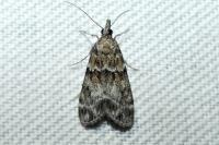 Eudonia mercurella
