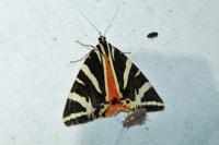 Euplagia quadripunctaria