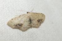 Idaea dimidiata