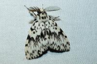 Lymantria monacha