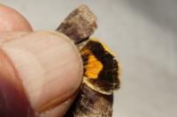 Noctua janthina