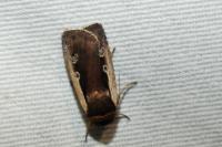 Ochropleura plecta