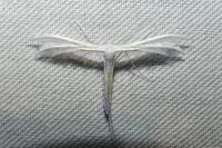 Pterophorus pentadactylus
