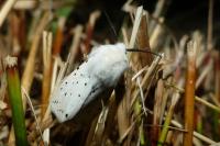 Spilosoma lubricipeda