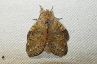 Stauropus fagi