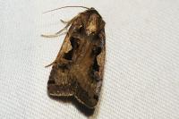 Xestia c-nigrum