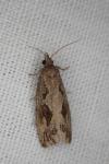 Endothenia quadrimaculana