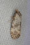 Cochylis molliculana