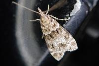 Eudonia mercurella