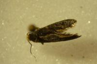 Monopis weaverella