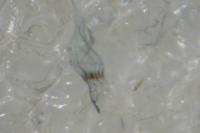 Monopis weaverella