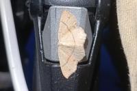 Cyclophora punctaria