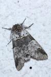 Furcula bifida