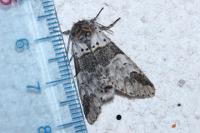 Furcula bifida