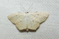 Scopula immutata
