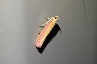 Oncocera semirubella