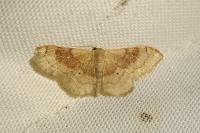 Idaea degeneraria