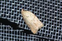 Acleris ferrugana/notana