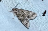Acronicta megacephala