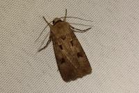 Agrotis exclamationis