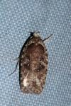 Agonopterix heracliana