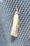 Agriphila straminella